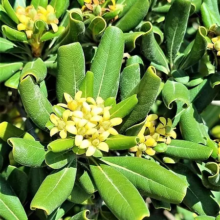 Apartamento Cabo Cervera Primera Linea De Lujo *