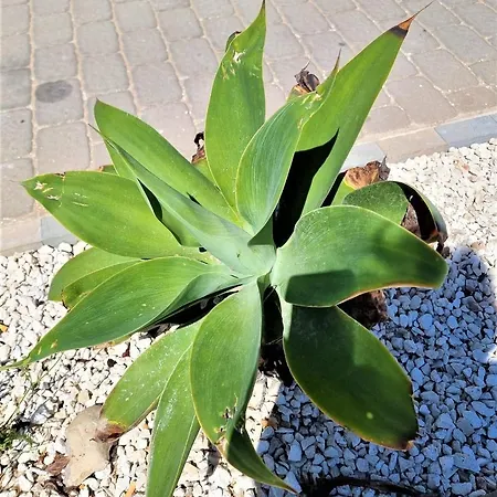 Cabo Cervera Primera Linea De Lujo 또레비에하