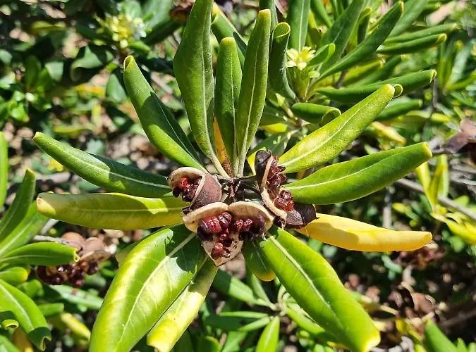 Cabo Cervera Primera Linea De Lujo 公寓