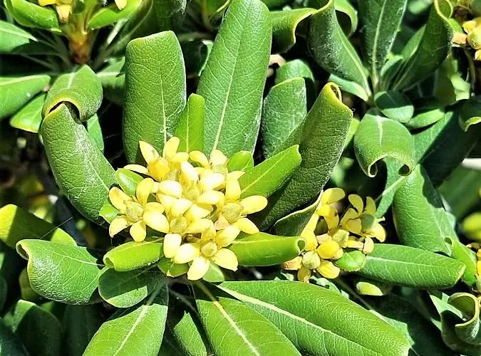 公寓 Cabo Cervera Primera Linea De Lujo *